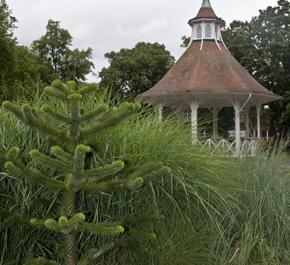 photo of monkey puzzle tree and chapelfield bandstand