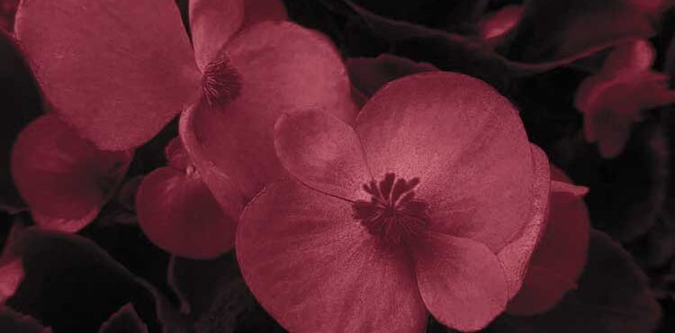 Photo of begonia flower